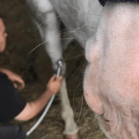 Schallwellen Therapie für Pferde