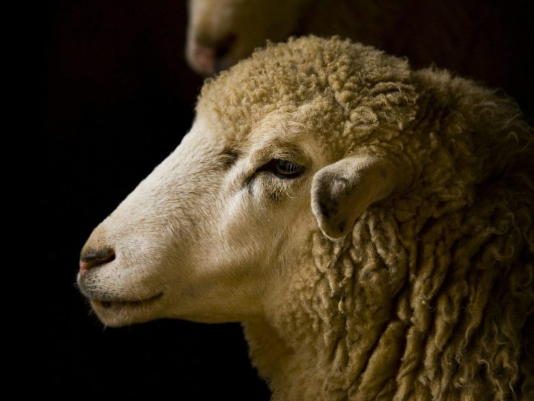 Tierheilpraktiker Schafe