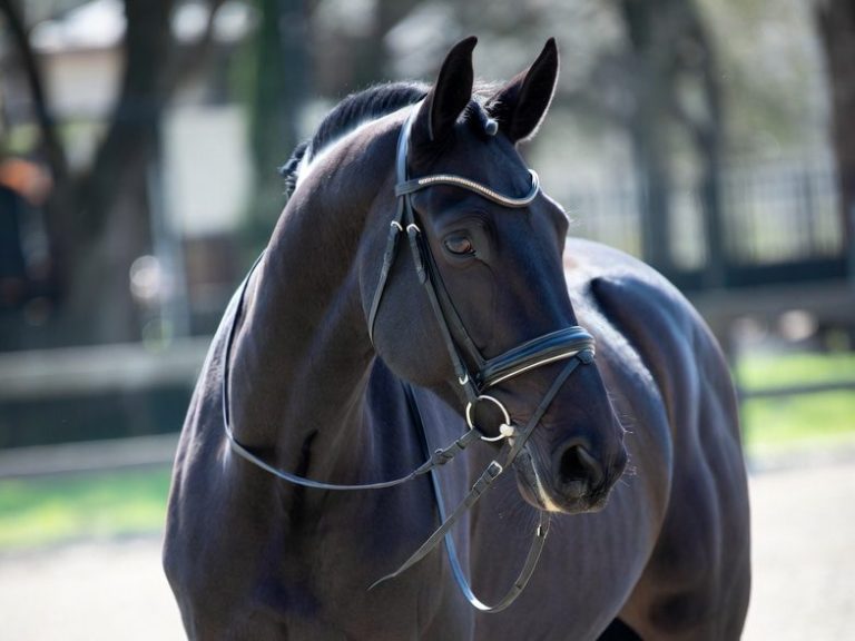 Pferdeosteopathie preise