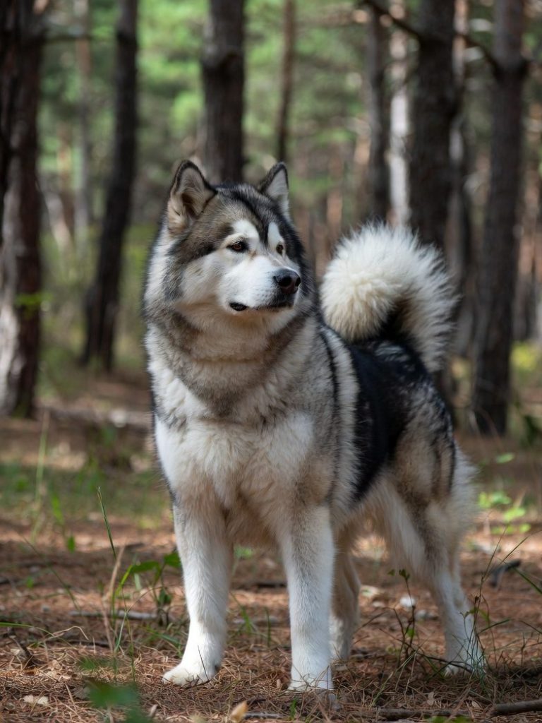 Hundeosteopathie Preise