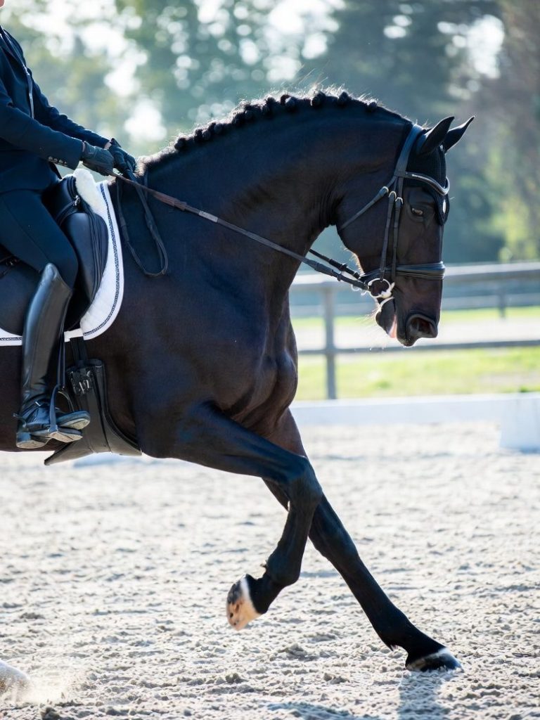 Pferdephysiotherapie Preise